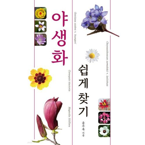 Fleurs sauvages faciles à trouver 