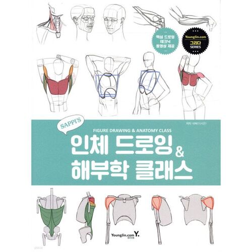 Cours de dessin et d'anatomie humaine de Saepi 