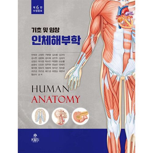 anatomie humaine 